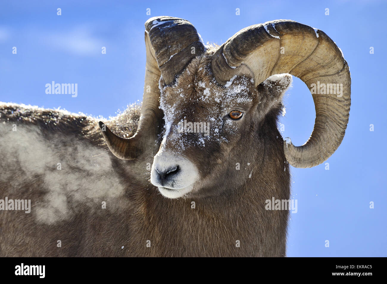 A close up portrait image of a rocky mountain bighorn ram , Stock Photo