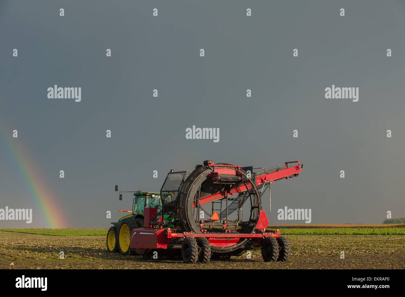 Sugar beet harvest with rainbow; Lake Benton, Minnesota, United States of America Stock Photo