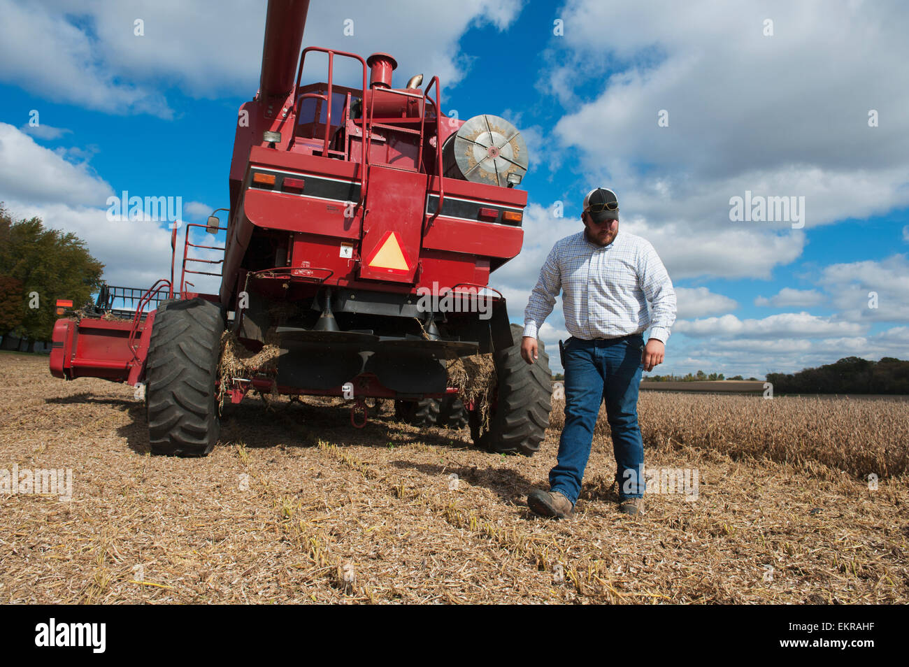Soybean harvesting; Minnesota, United States of America Stock Photo Alamy
