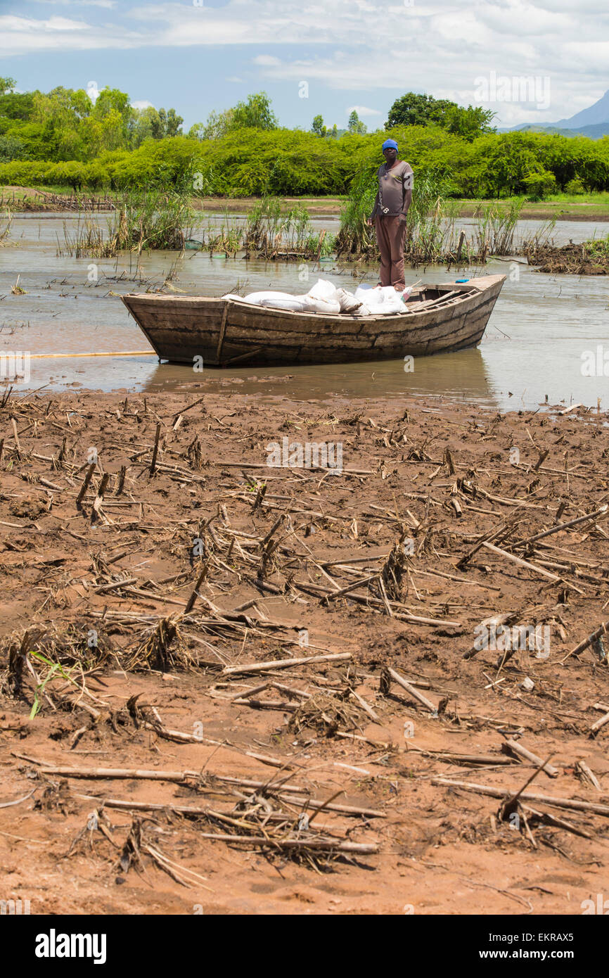 In mid January 2015, a three day period of excessive rain brought unprecedneted floods to the small poor African country of Malawi. It displaced nearly quarter of a million people, devastated 64,000 hectares of alnd, and killed several hundred people. This shot shows a boat ferrying food supplies across flooded farmland near Mulanje, with maize crops destroyed by the floods in the foreground. Stock Photo