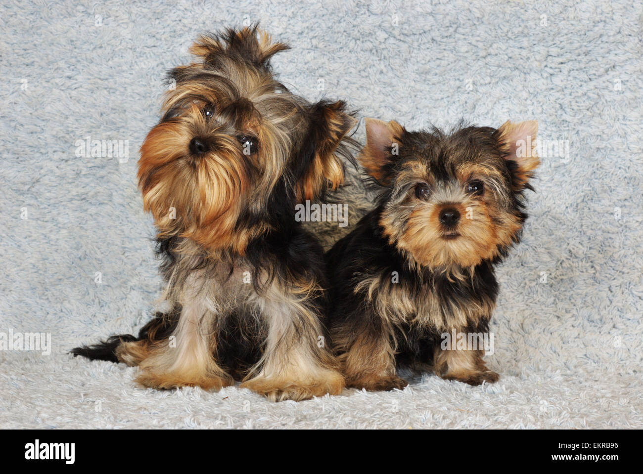 YORKSHIRE TERRIER GLOSSY POSTER PICTURE PHOTO yorkie dog puppy puppies cute 218