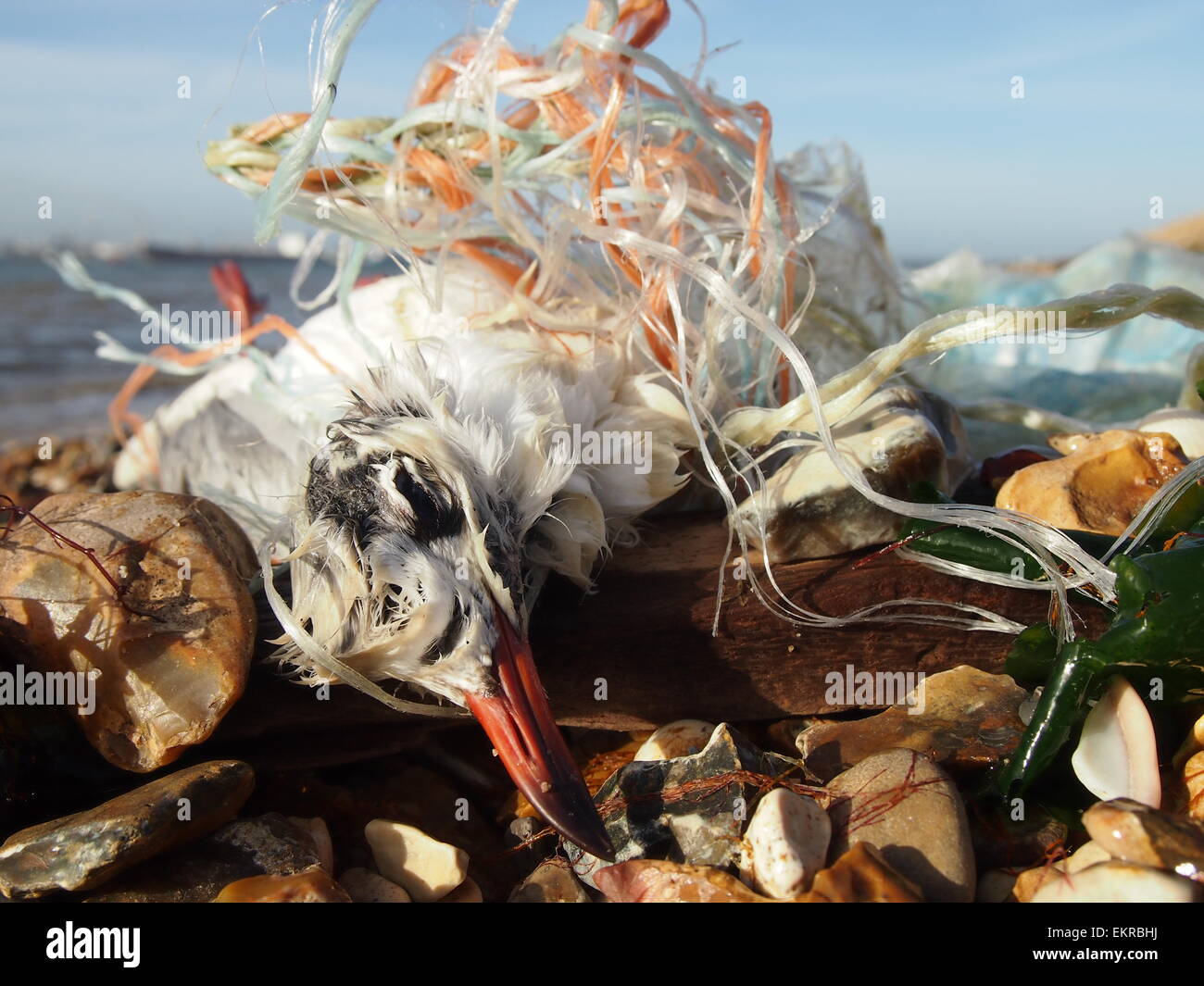 Black-headed Gull entangled in marine litter on a beach at Bournemouth, UK Stock Photo