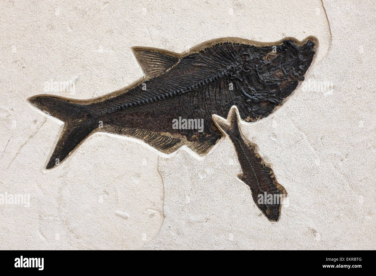 Fossil Fish Stock Photo
