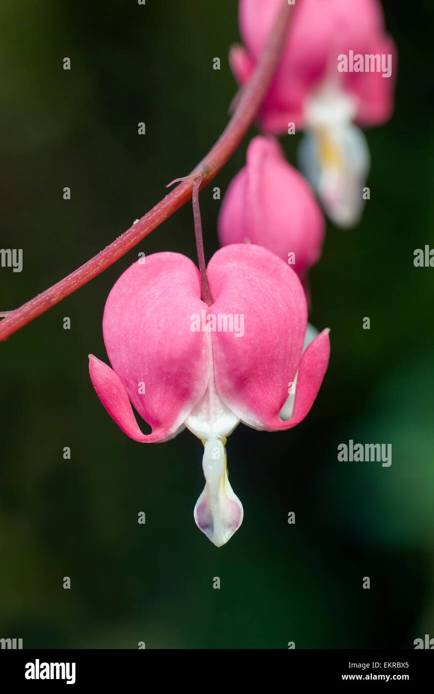 Blossom of Lyre-flower Lamprocapnos spectabilis  dicentra spectabilis Stock Photo