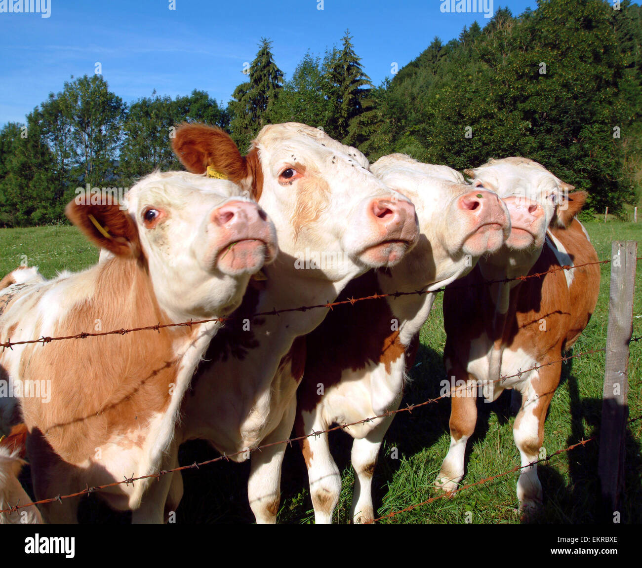 Group of four Cows red white at the fence of a meadow in Austria Europe Stock Photo Alamy