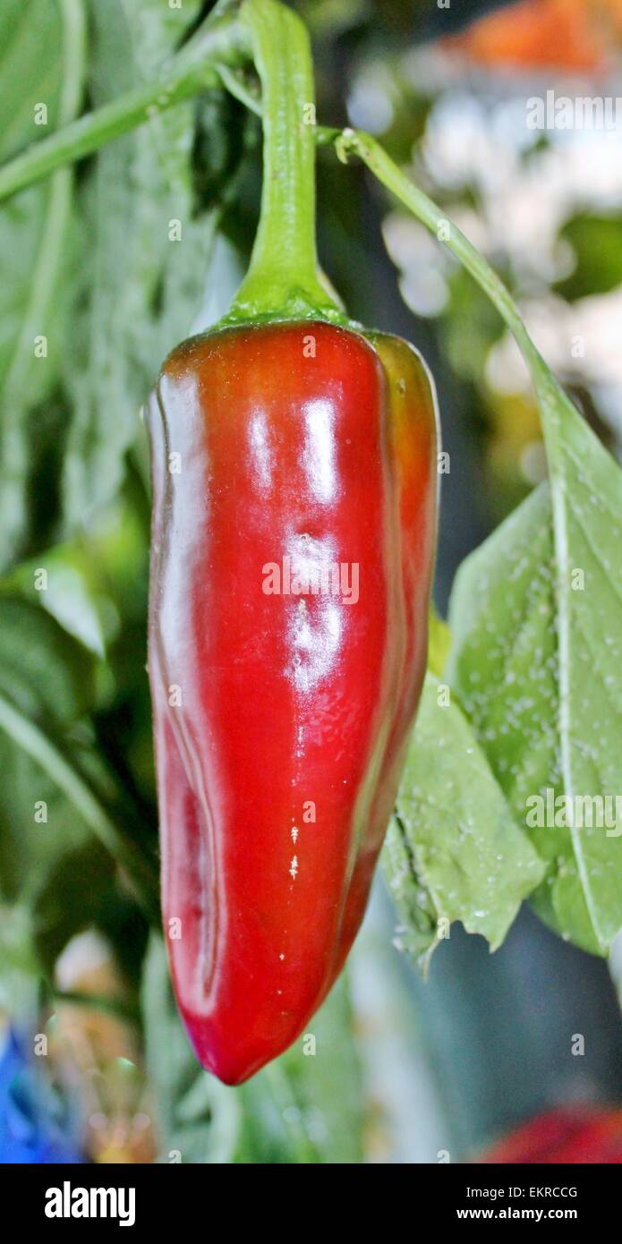 chili pepper red growing on the vine plant Stock Photo - Alamy