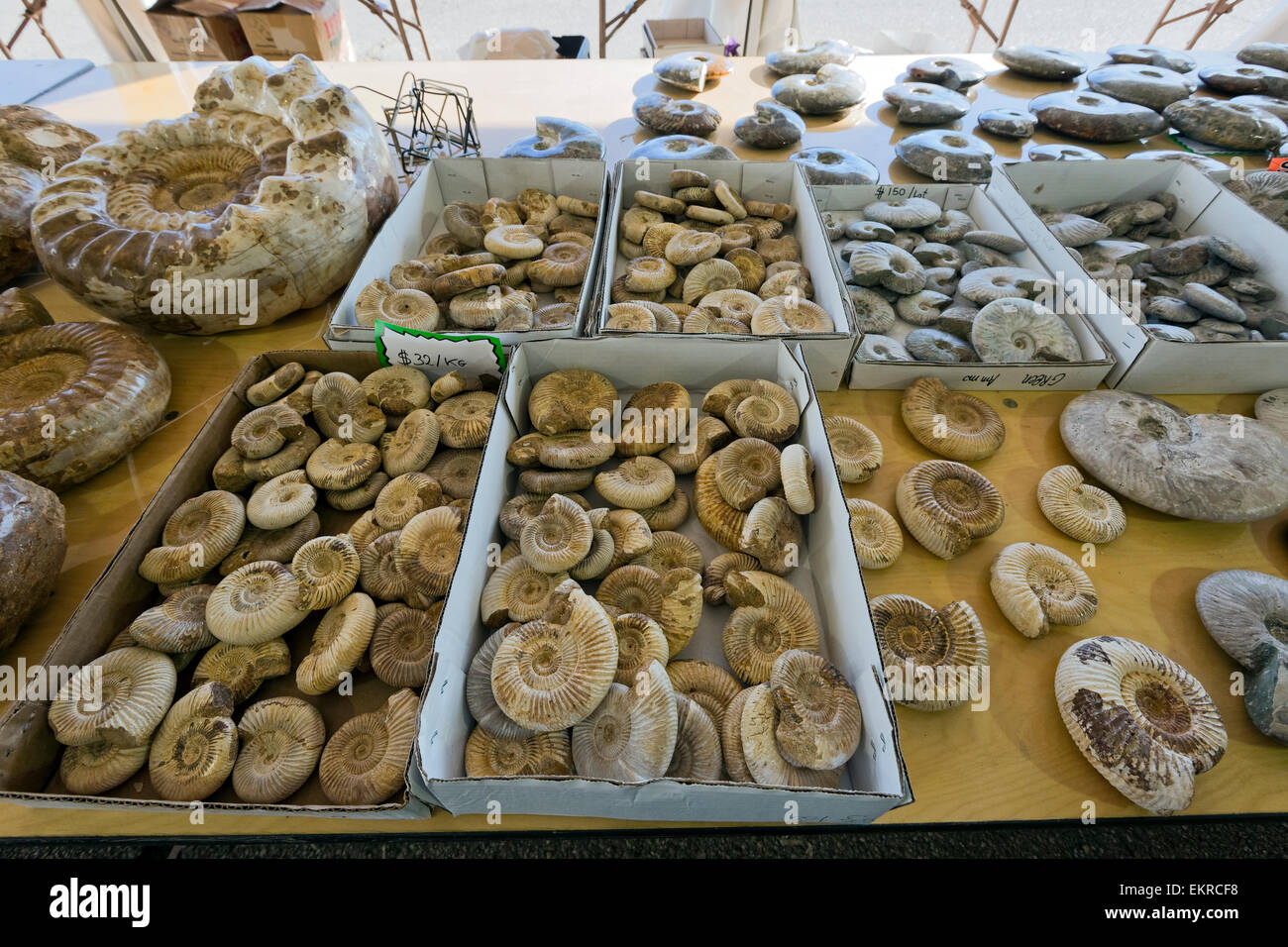 where are ammonite fossils found where are ammonite fossils found