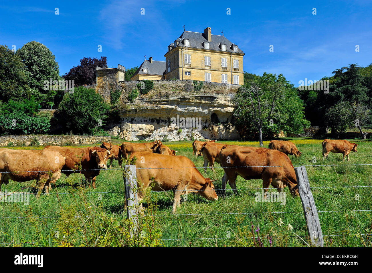 Aubrac Cows in front of Chateau du Roc Perigord noir Dordogne Aquitaine France Stock Photo