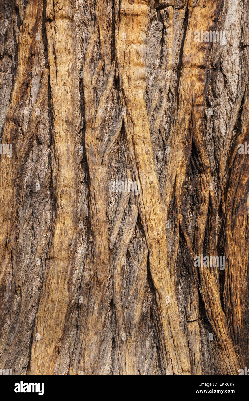 Old tree bark texture background Stock Photo