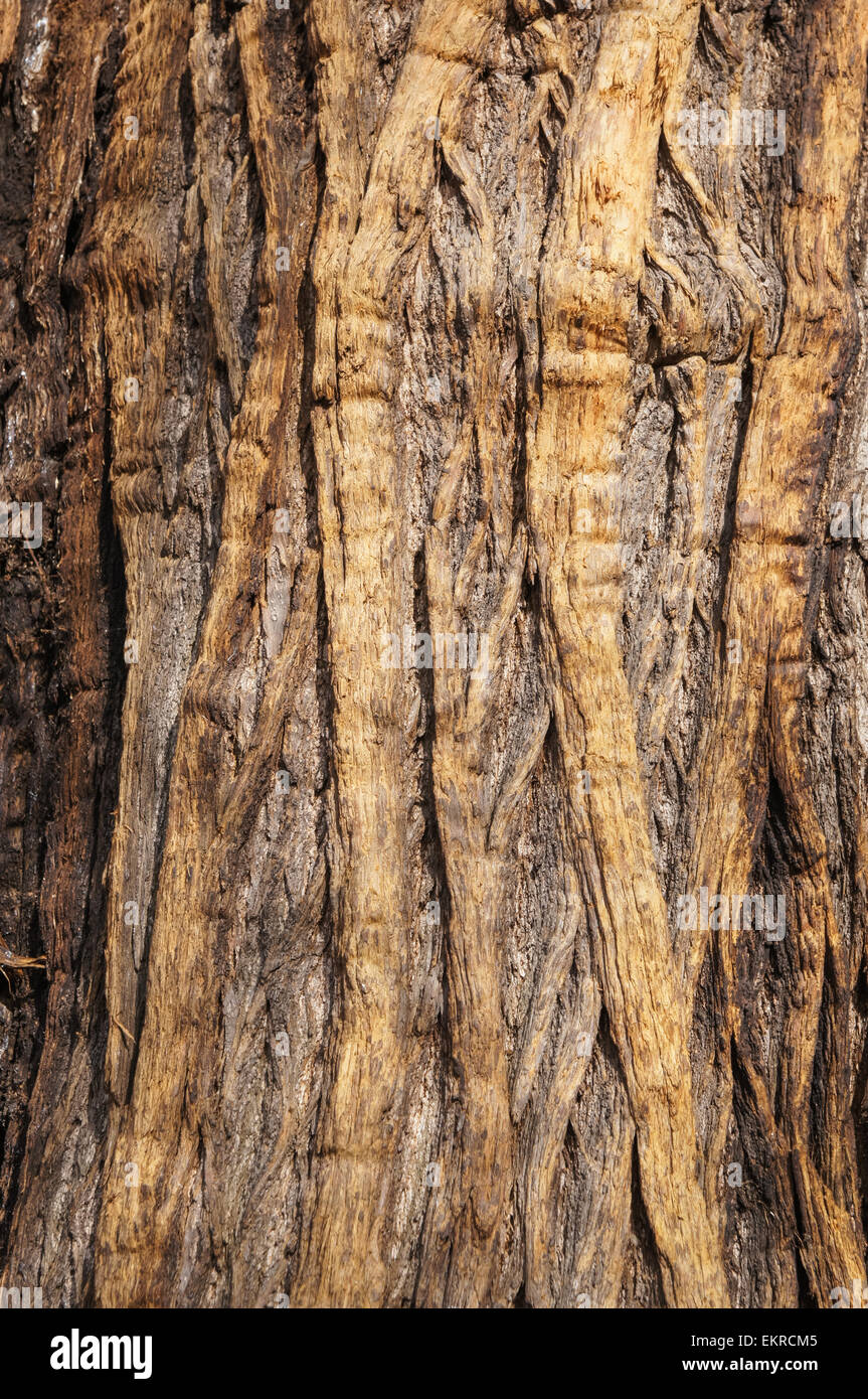 Old tree bark texture background Stock Photo