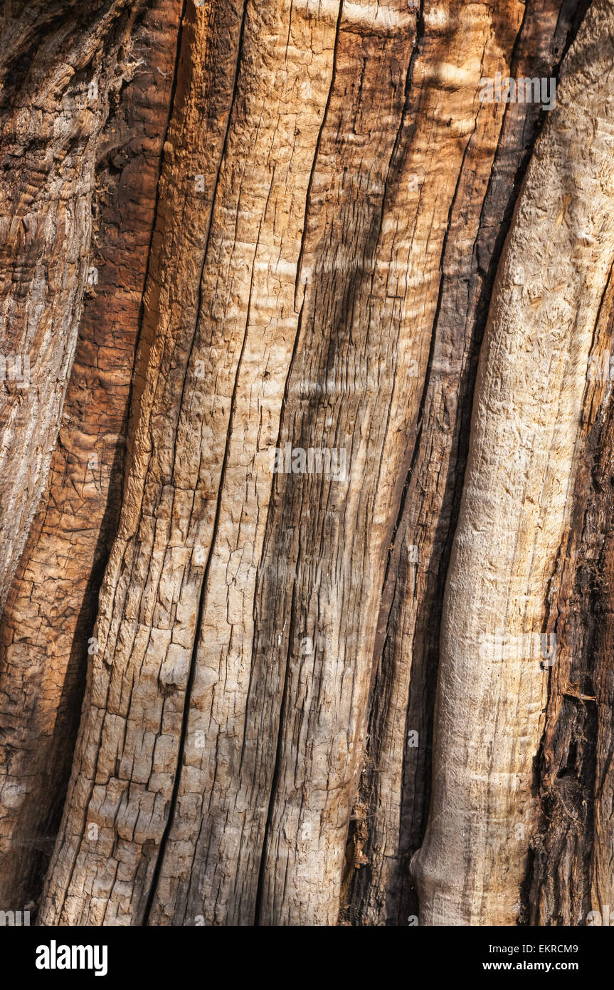 Old tree bark texture background Stock Photo