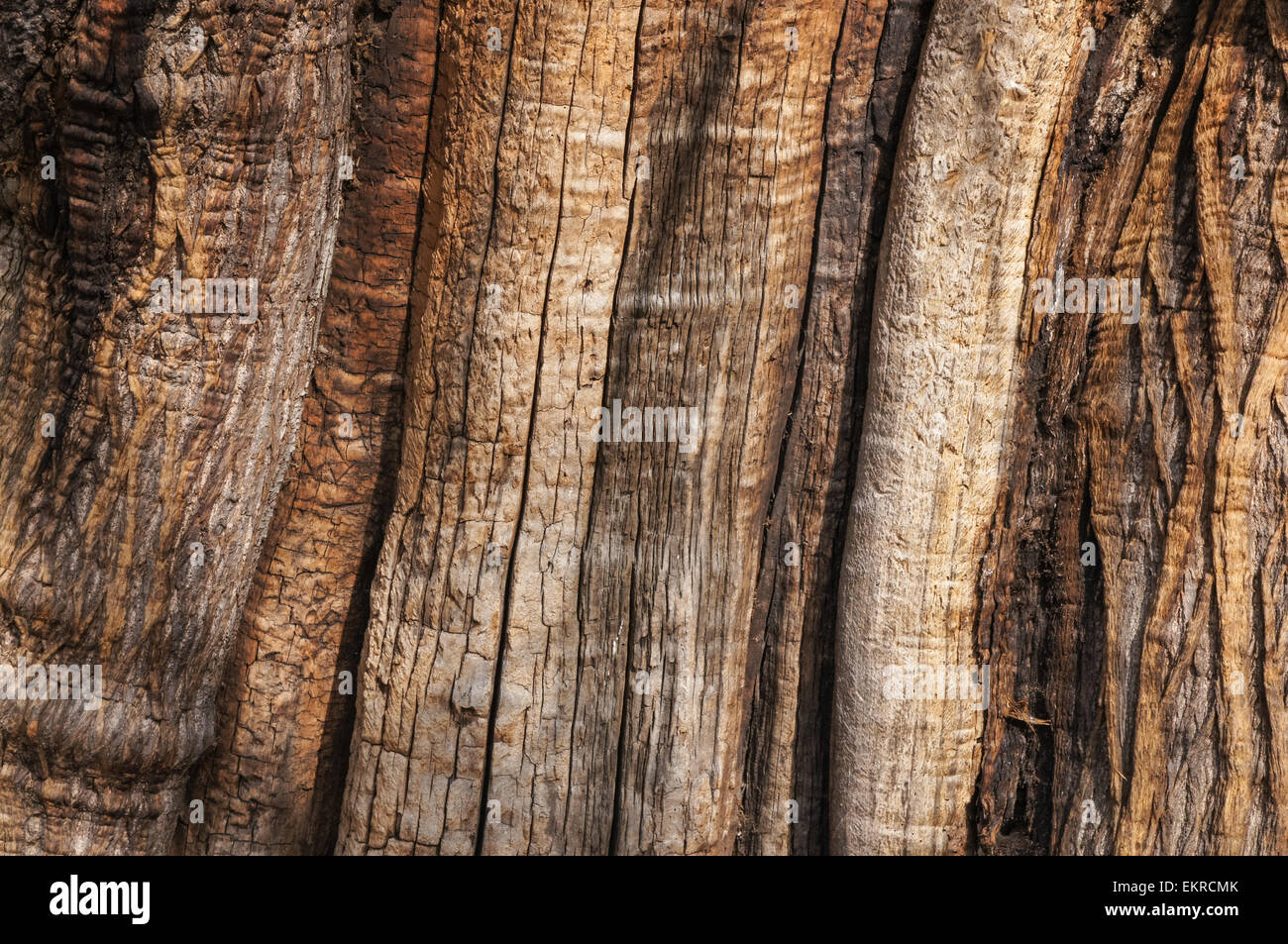 Old tree bark texture background Stock Photo