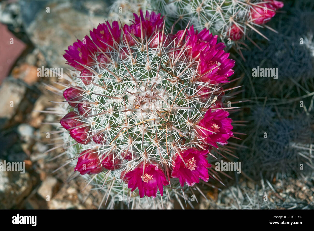 Mammillaria standleyi, Standley's Pincushion Cactus Stock Photo