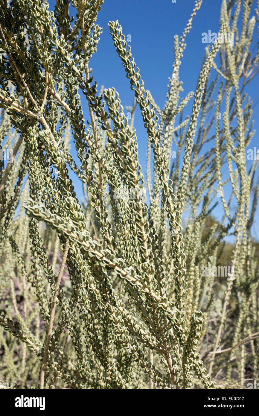 Sandpaper Bush (Mortonia scabrella), S. AZ, Bittersweet Family, Celastraceae Stock Photo