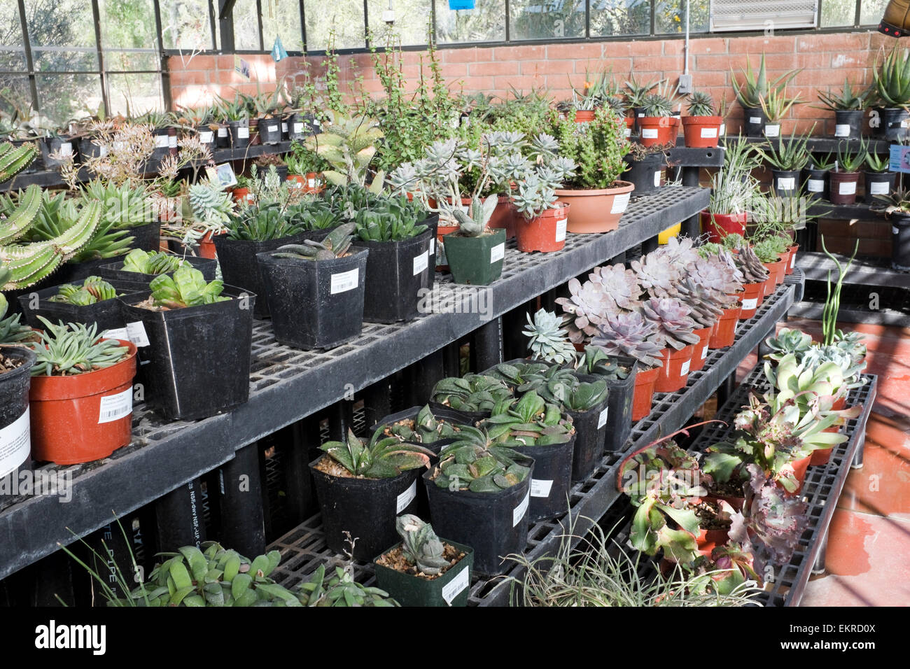 Succulents for sale Stock Photo