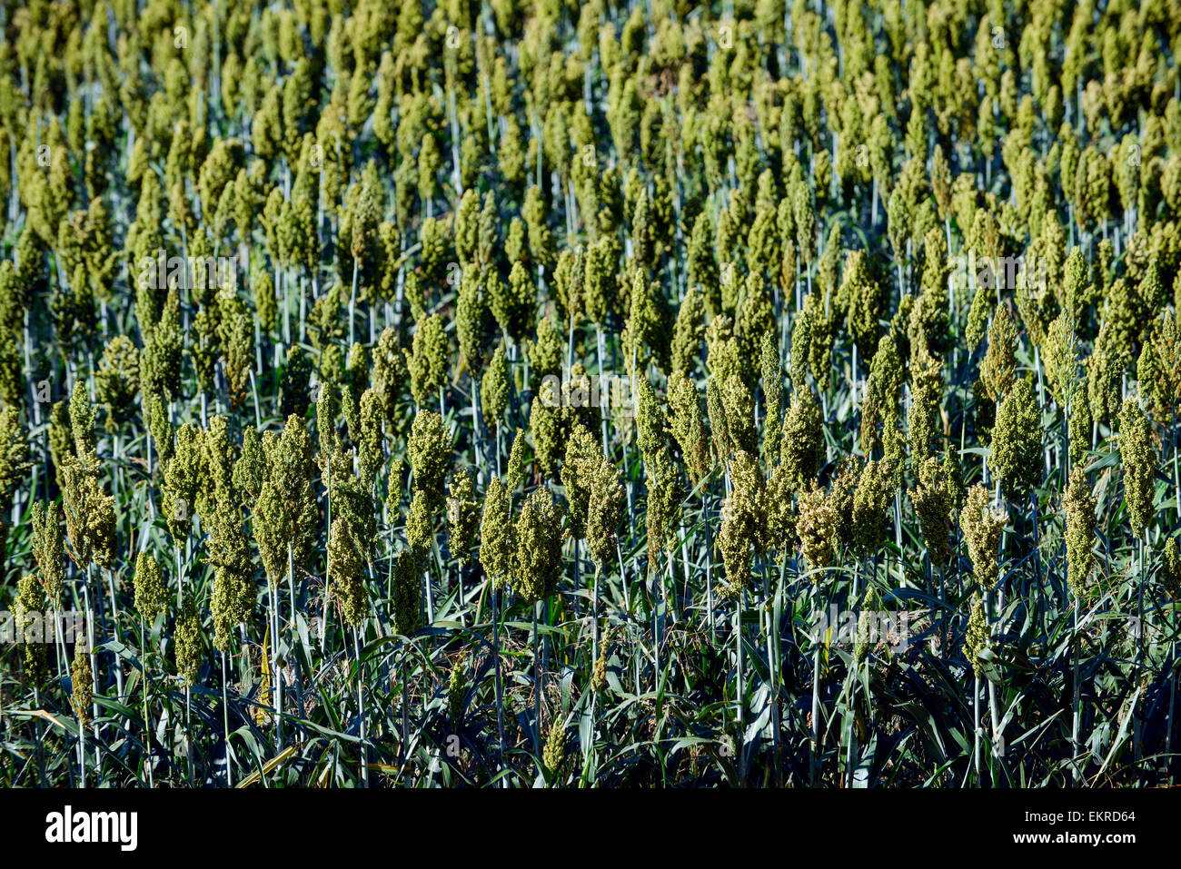 Japanese Barnyard Millet (Echinochloa frumentacea) on a field in the