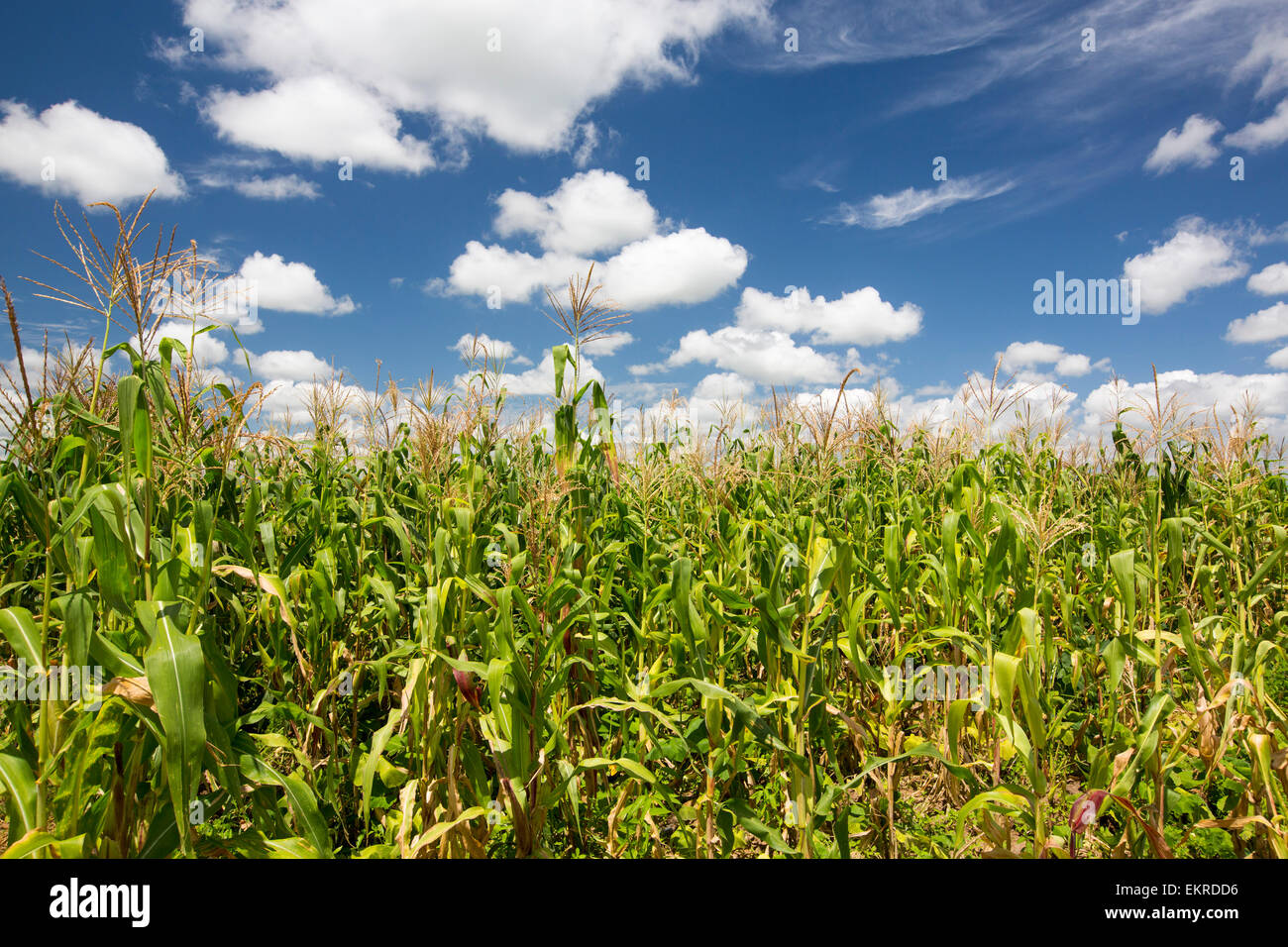 Maize crops in Malawi, Africa. Stock Photo