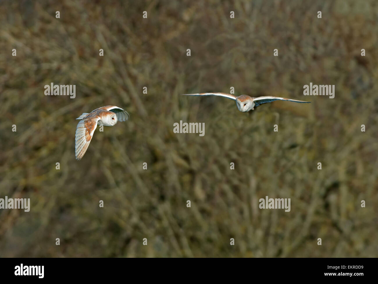 Pair of Barn Owls-Tyto alba in flight. Uk Stock Photo
