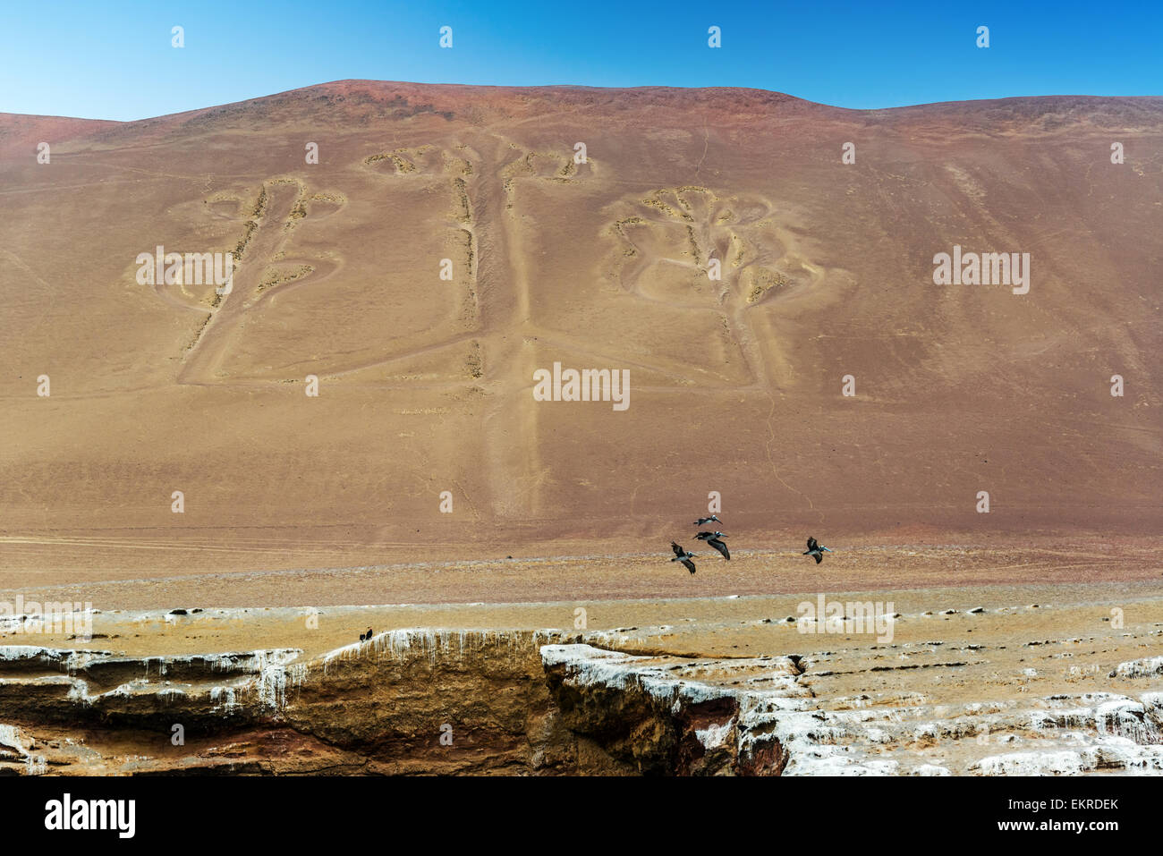 Mysterious ancient candelabra on a hill in Paracas, Peru with four pelicans in the foreground