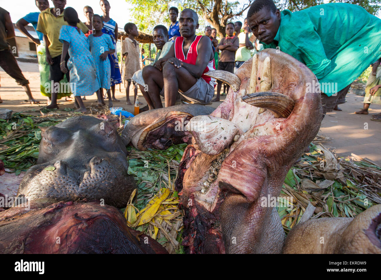Malawians butchering a Hippopotamus near Chikwawa, Malawi. Stock Photo