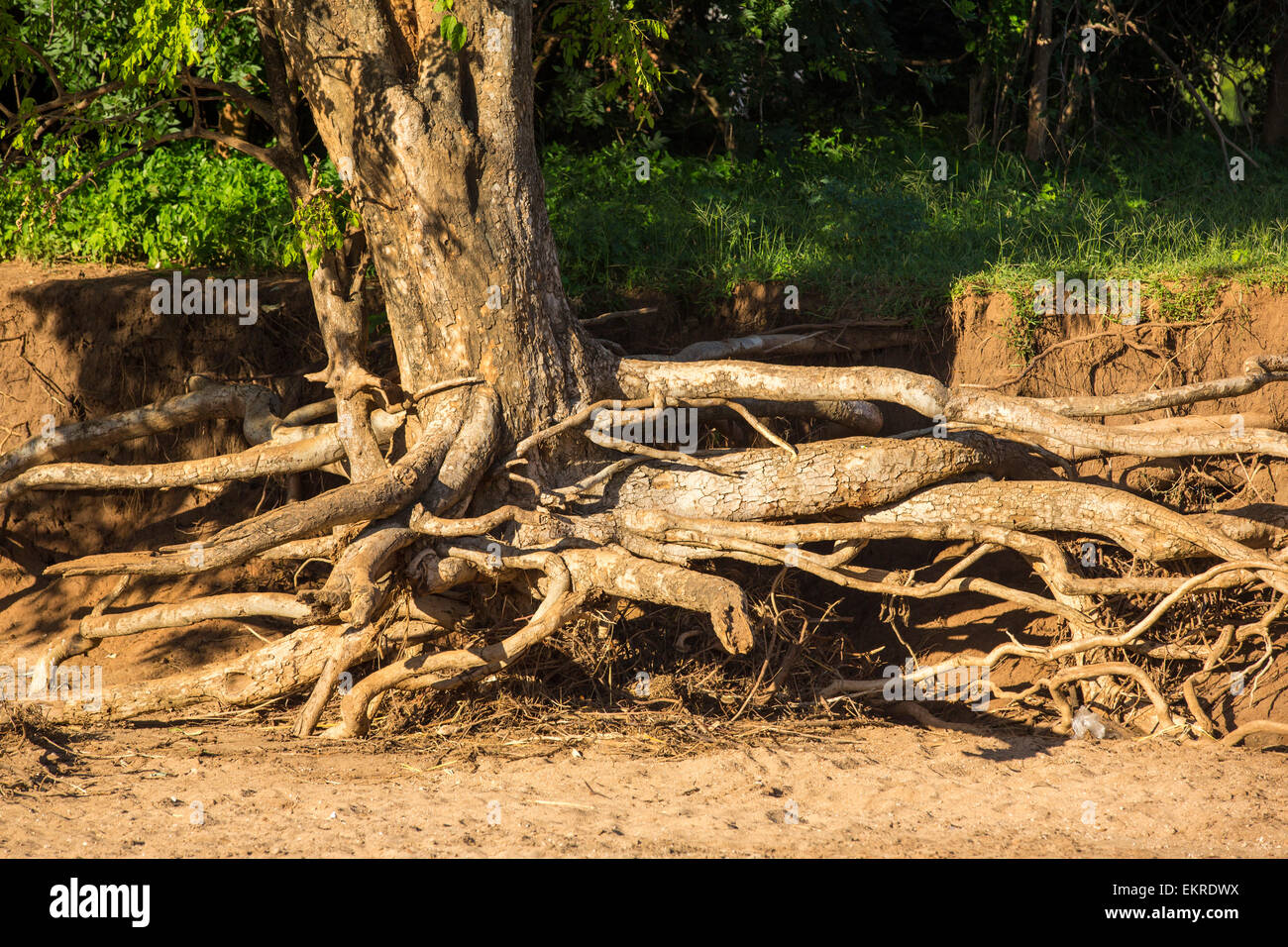 In mid January 2015, a three day period of excessive rain brought unprecedented floods to the small poor African country of Malawi. It displaced nearly quarter of a million people, devastated 64,000 hectares of land, and killed several hundred people. This shot shows a tree that has been undermined when the farmland soil was washed away around it, near Bangula, Malawi. Stock Photo