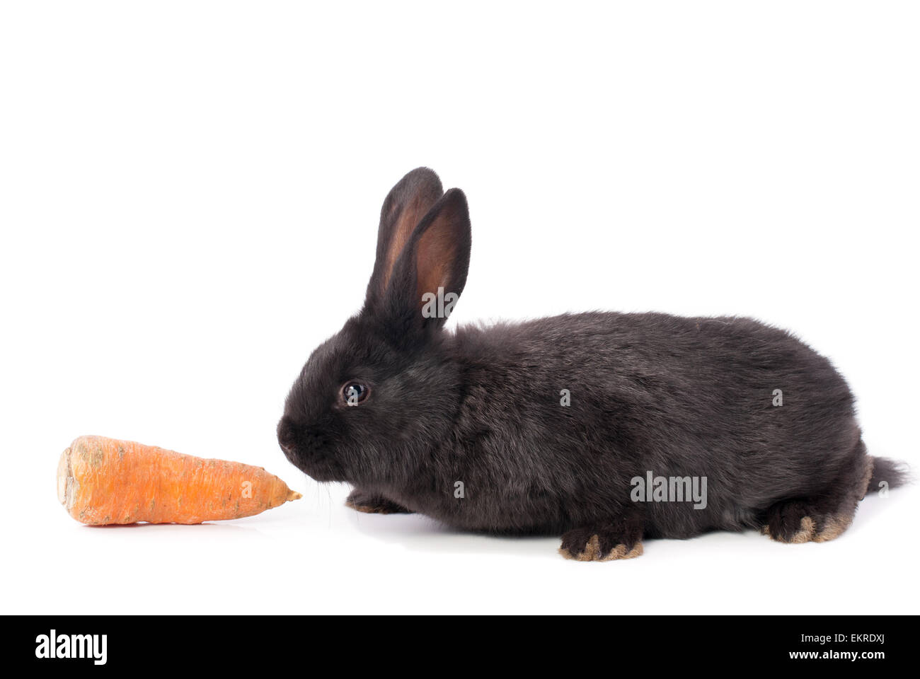 Little rabbit with carrot on a white background. Stock Photo