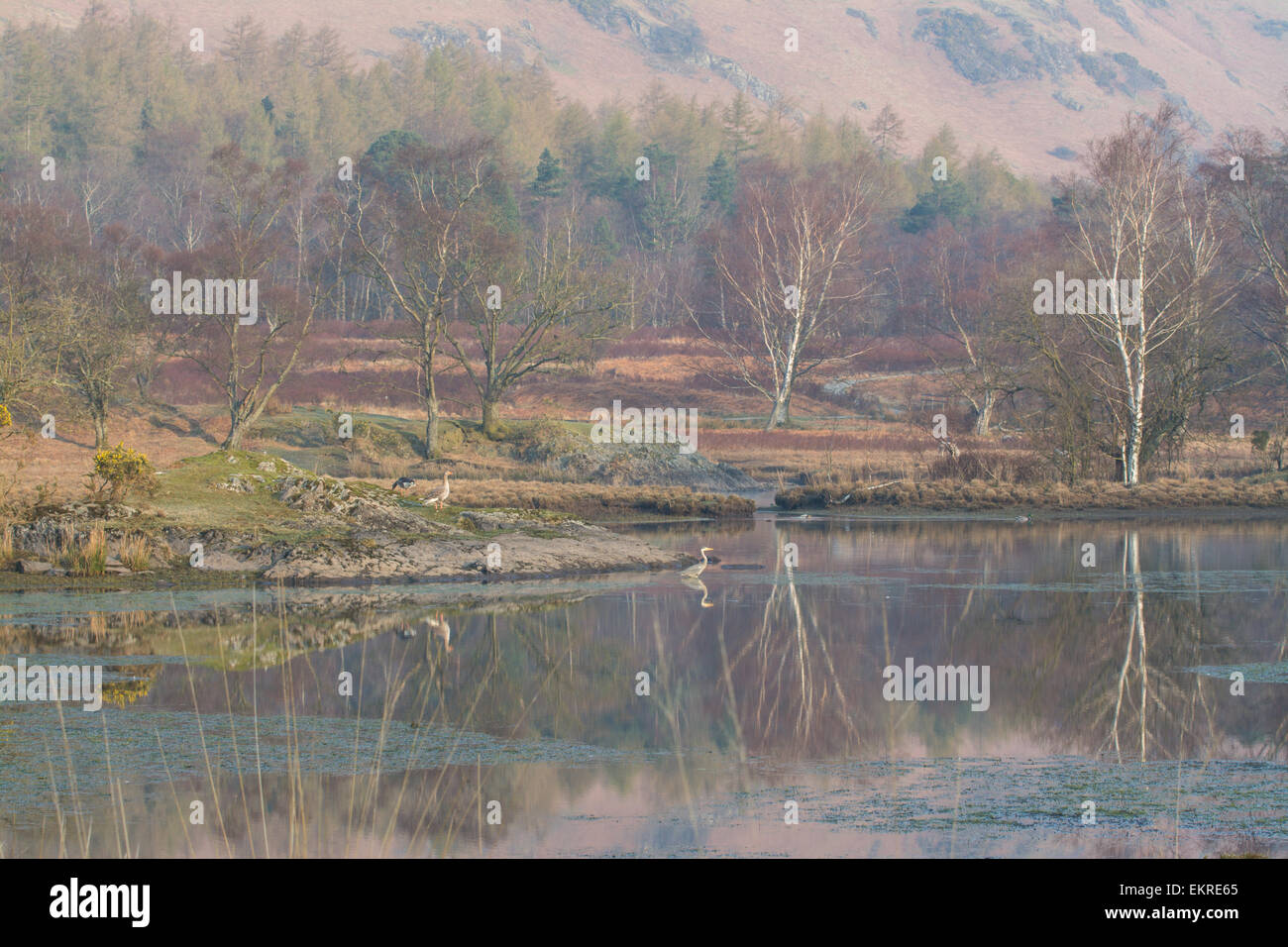 colours, textures and wildlife of Derwentwater Great Bay reflected in soft misty morning light Stock Photo