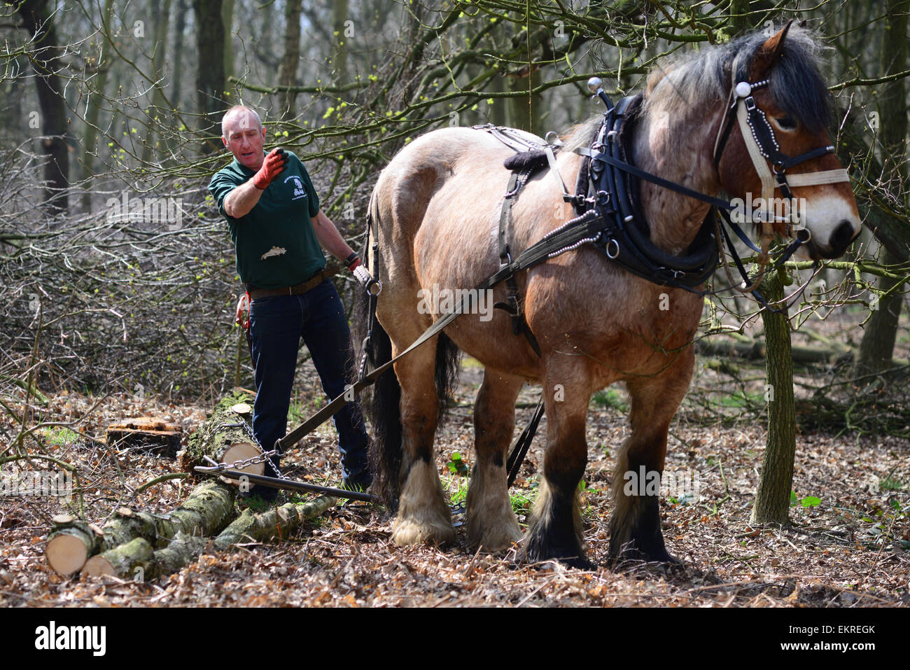A forester horse logging in a British woodland. Picture Scott Bairstow