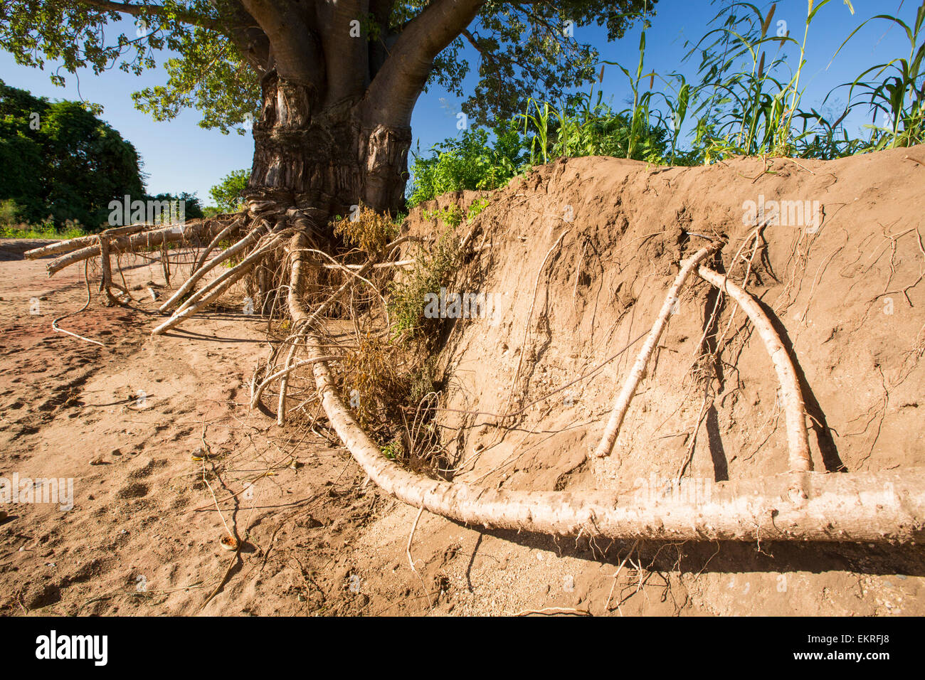 In mid January 2015, a three day period of excessive rain brought unprecedented floods to the small poor African country of Malawi. It displaced nearly quarter of a million people, devastated 64,000 hectares of land, and killed several hundred people. This shot shows a tree that has been undermined when the farmland soil was washed away around it, near Bangula, Malawi. Stock Photo