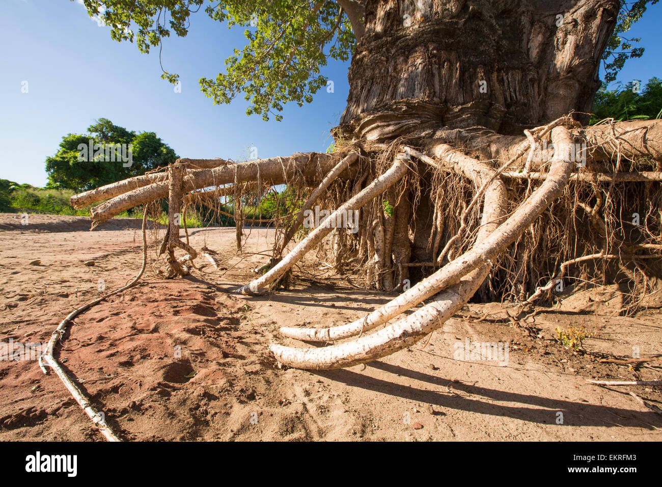 In mid January 2015, a three day period of excessive rain brought unprecedented floods to the small poor African country of Malawi. It displaced nearly quarter of a million people, devastated 64,000 hectares of land, and killed several hundred people. This shot shows a tree that has been undermined when the farmland soil was washed away around it, near Bangula, Malawi. Stock Photo