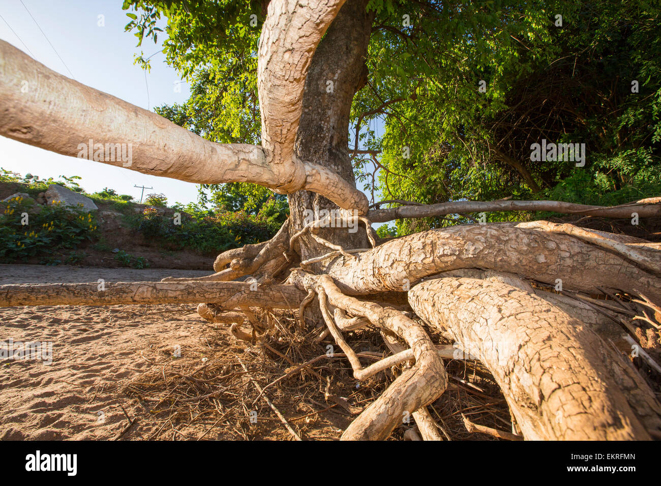 In mid January 2015, a three day period of excessive rain brought unprecedented floods to the small poor African country of Malawi. It displaced nearly quarter of a million people, devastated 64,000 hectares of land, and killed several hundred people. This shot shows a tree that has been undermined when the farmland soil was washed away around it, near Bangula, Malawi. Stock Photo