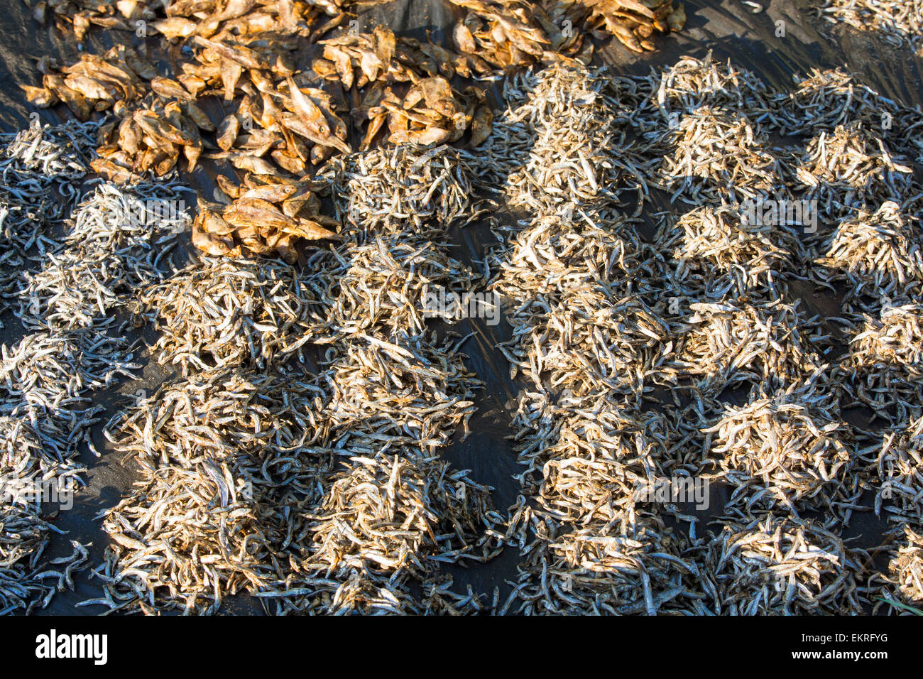 Dried fish at an African market on the roadside in Ckiwawa, Malawi