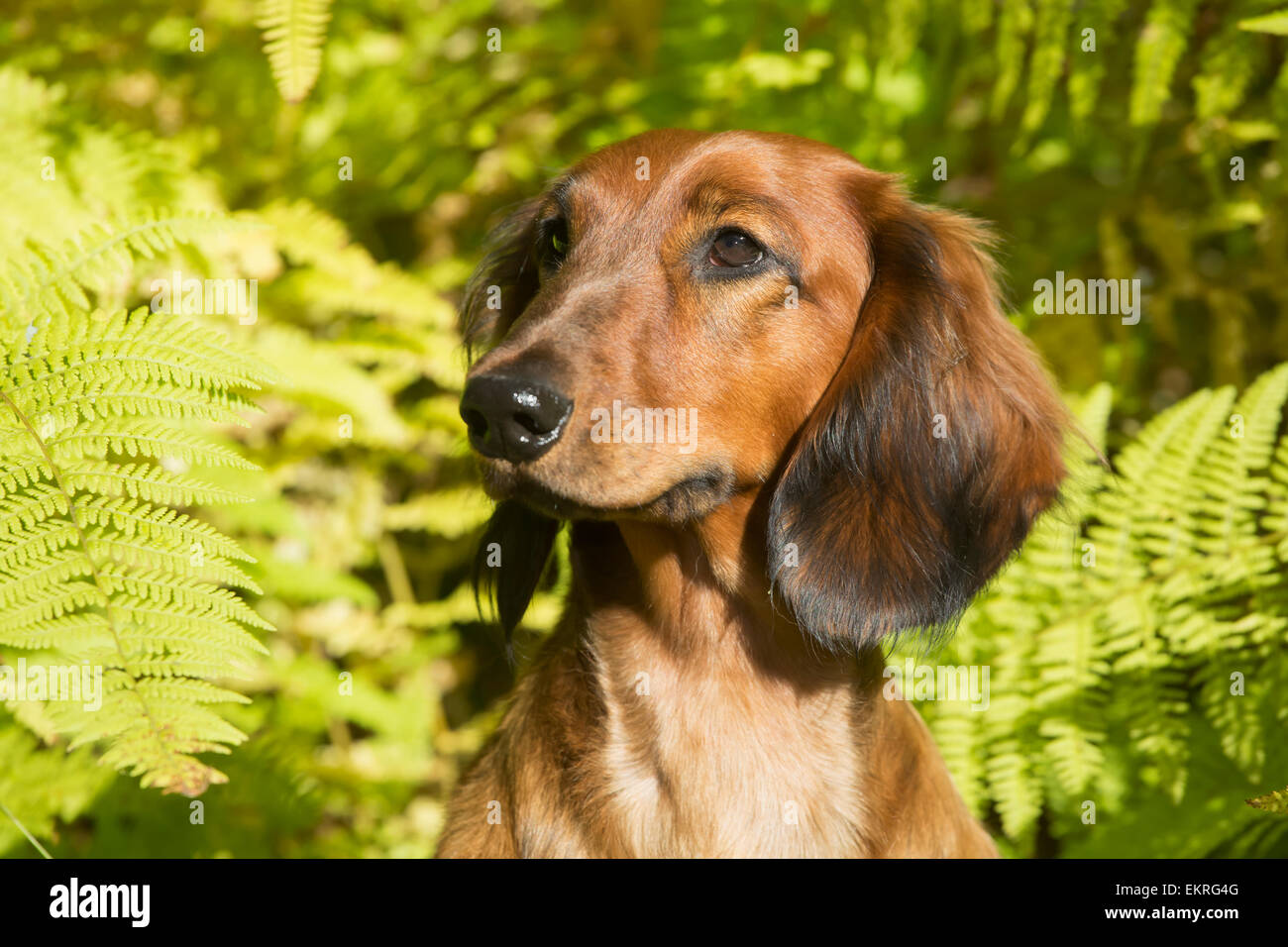 Standard Dachshund Long Haired Variety In September Vegetation