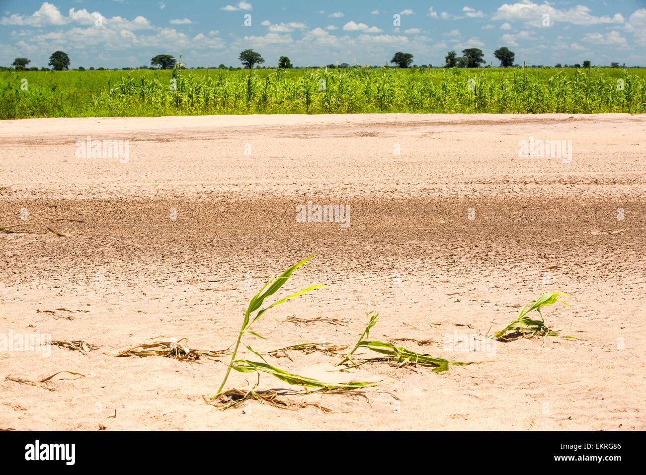 In mid January 2015, a three day period of excessive rain brought unprecedented floods to the small poor African country of Malawi. It displaced nearly quarter of a million people, devastated 64,000 hectares of land, and killed several hundred people. This shot shows Maize crops destroyed near Bangula. Stock Photo
