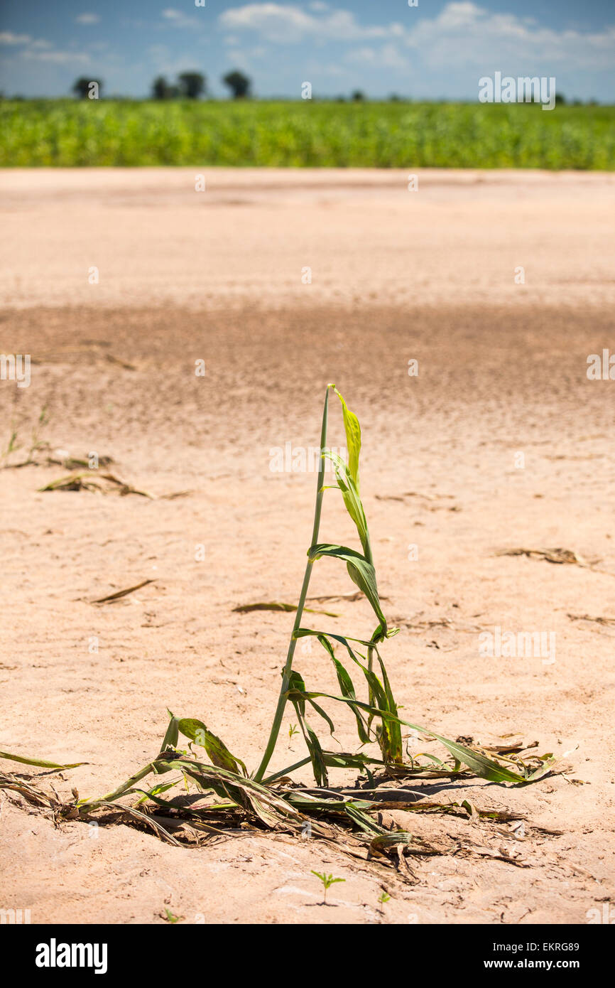 In mid January 2015, a three day period of excessive rain brought unprecedented floods to the small poor African country of Malawi. It displaced nearly quarter of a million people, devastated 64,000 hectares of land, and killed several hundred people. This shot shows Maize crops destroyed near Bangula. Stock Photo