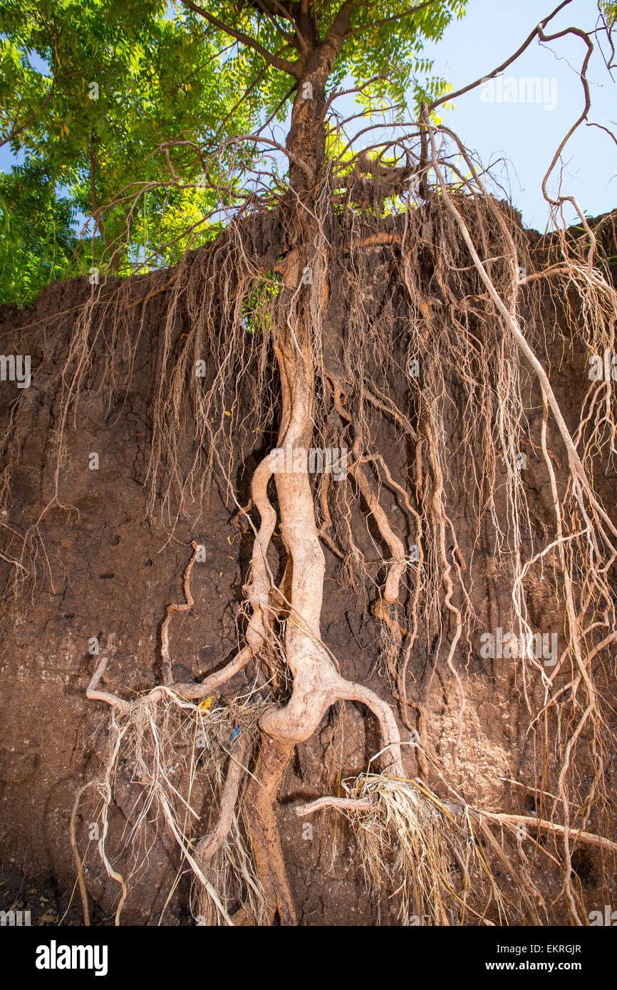 In mid January 2015, a three day period of excessive rain brought unprecedented floods to the small poor African country of Malawi. It displaced nearly quarter of a million people, devastated 64,000 hectares of land, and killed several hundred people. This shot shows tree roots exposed as the river bank was washed away near Chikwawa. Stock Photo