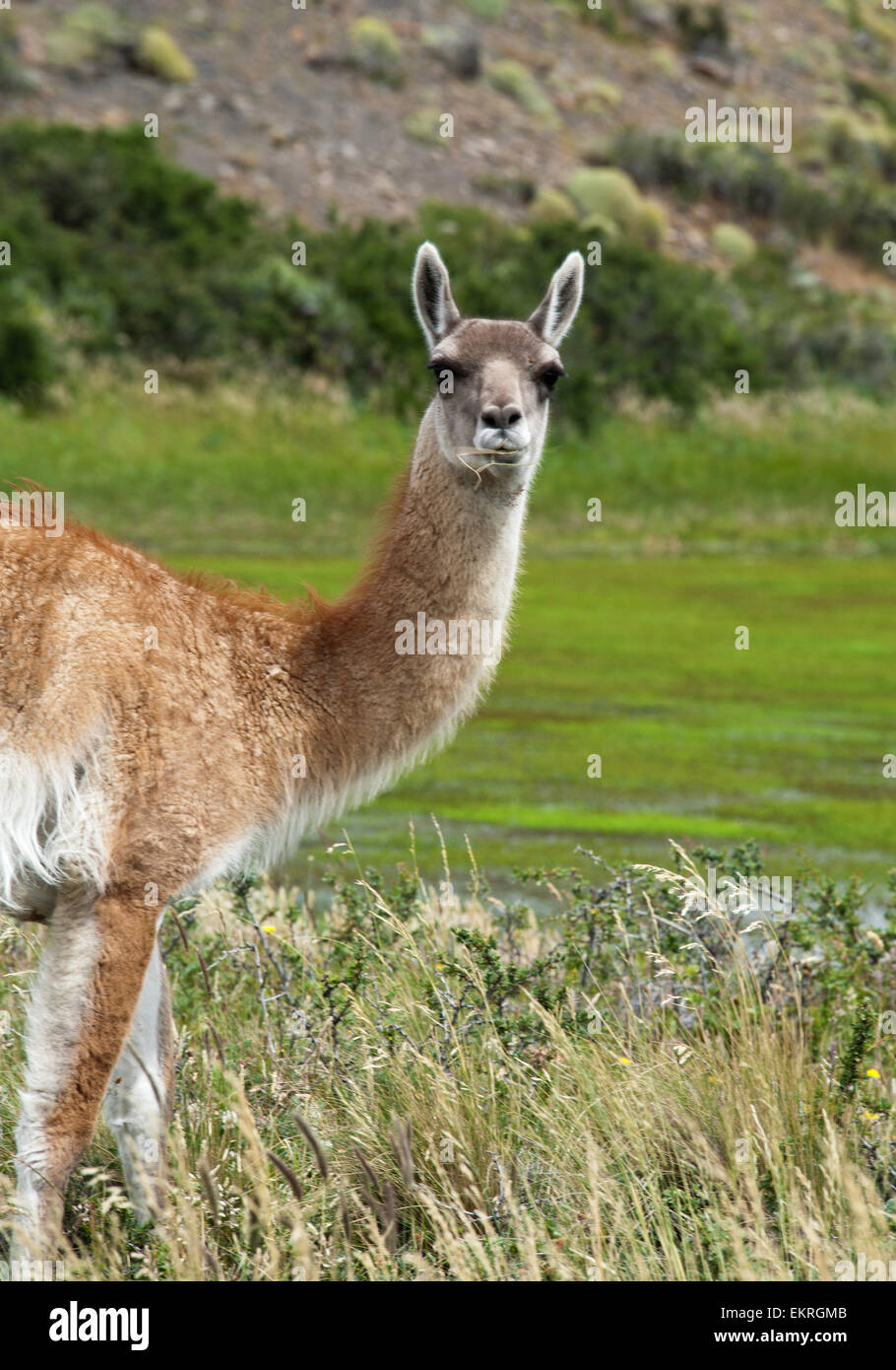 Guanaco at Torres del Paine National Park, Patagonia, Chile Stock Photo