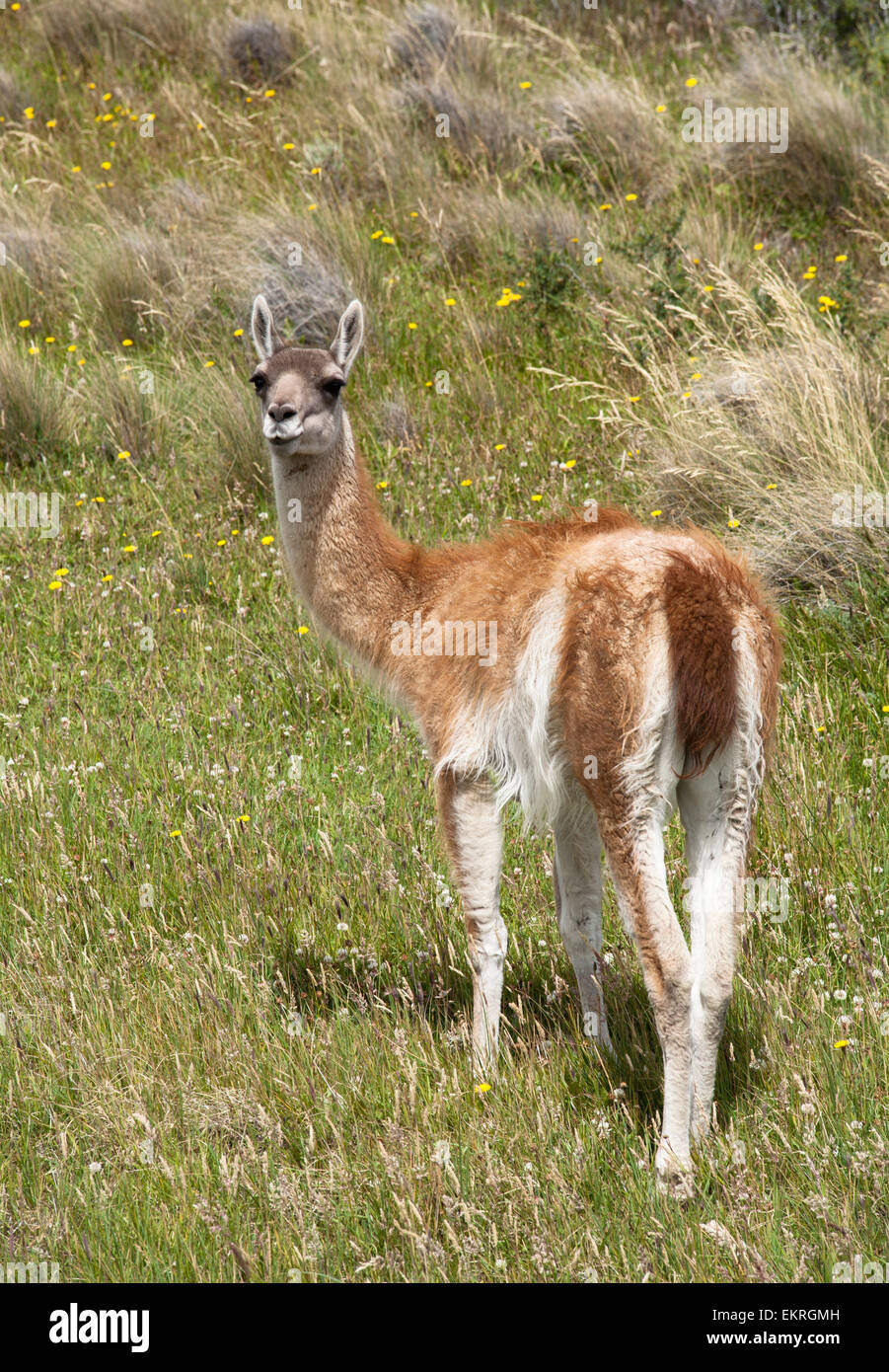 Guanaco at Torres del Paine National Park, Patagonia, Chile Stock Photo