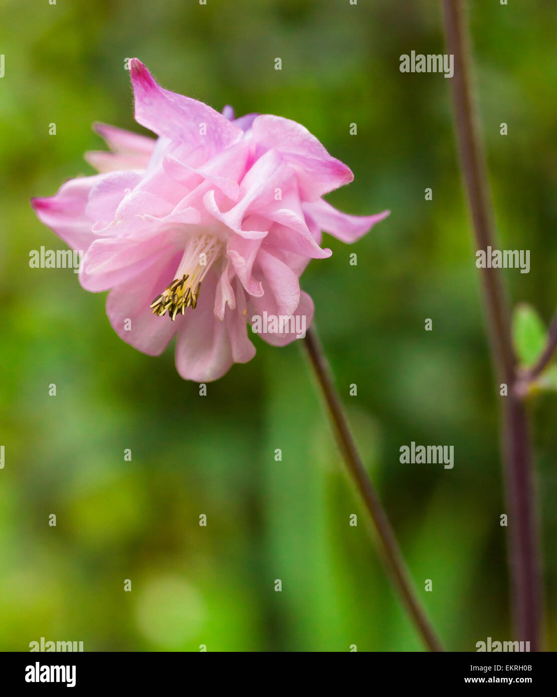 Closeup of Pink Double Aquilegia with room for text Stock Photo