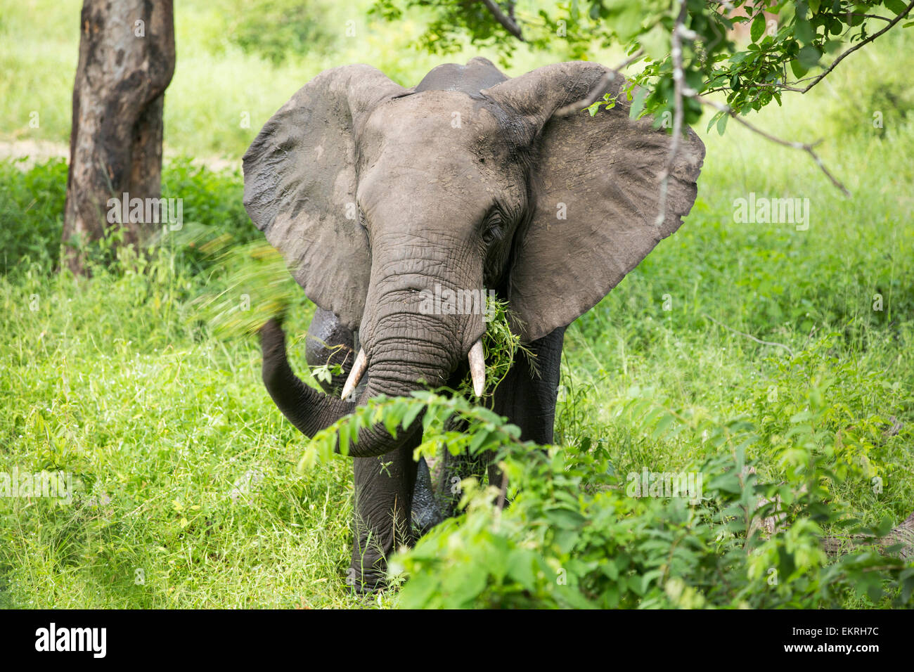 African Elephants in Majete Wildlife Reserve in the Shire Valley, Malawi. Stock Photo