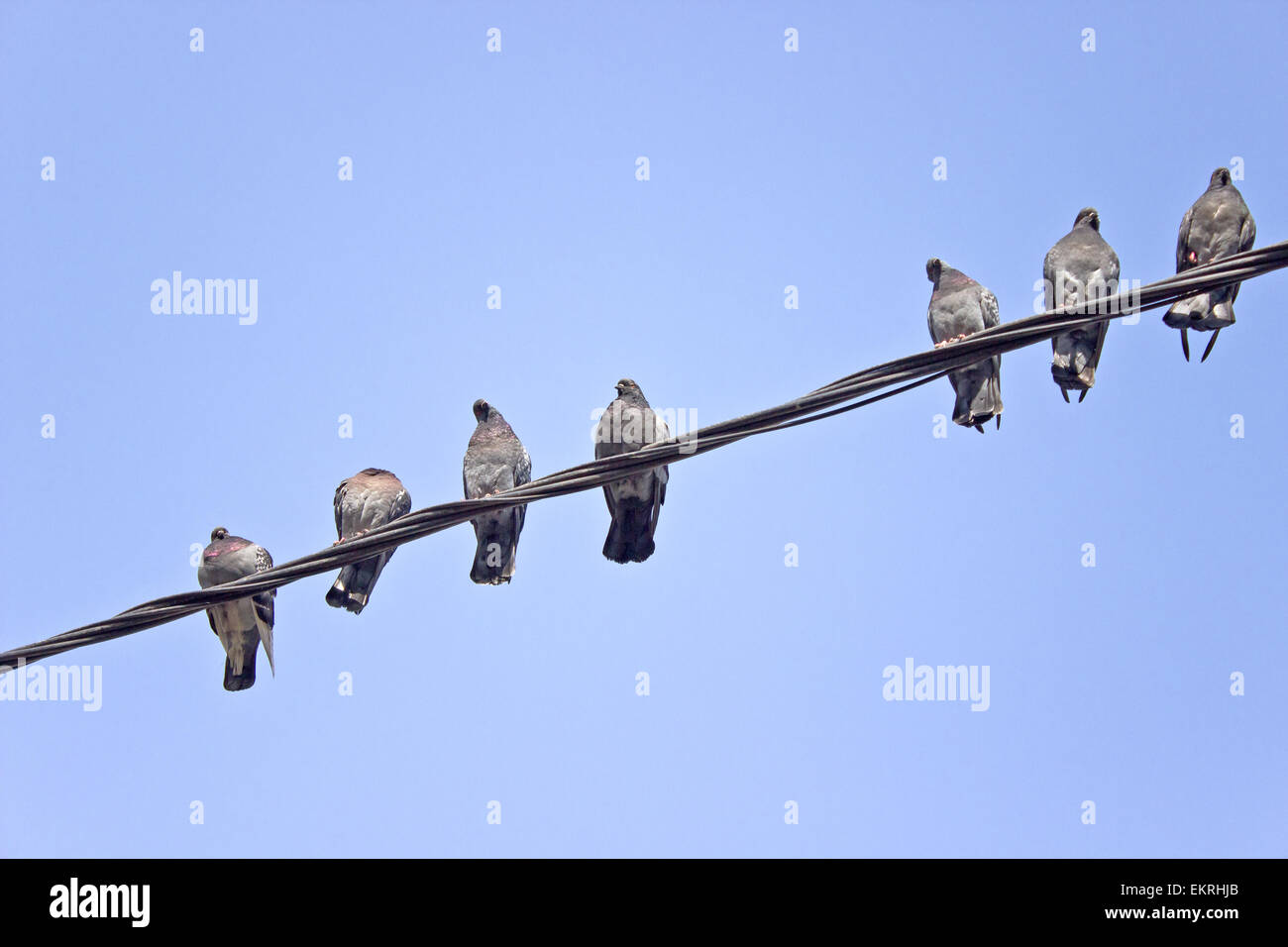 Pigeons on an electric wires over sky Stock Photo