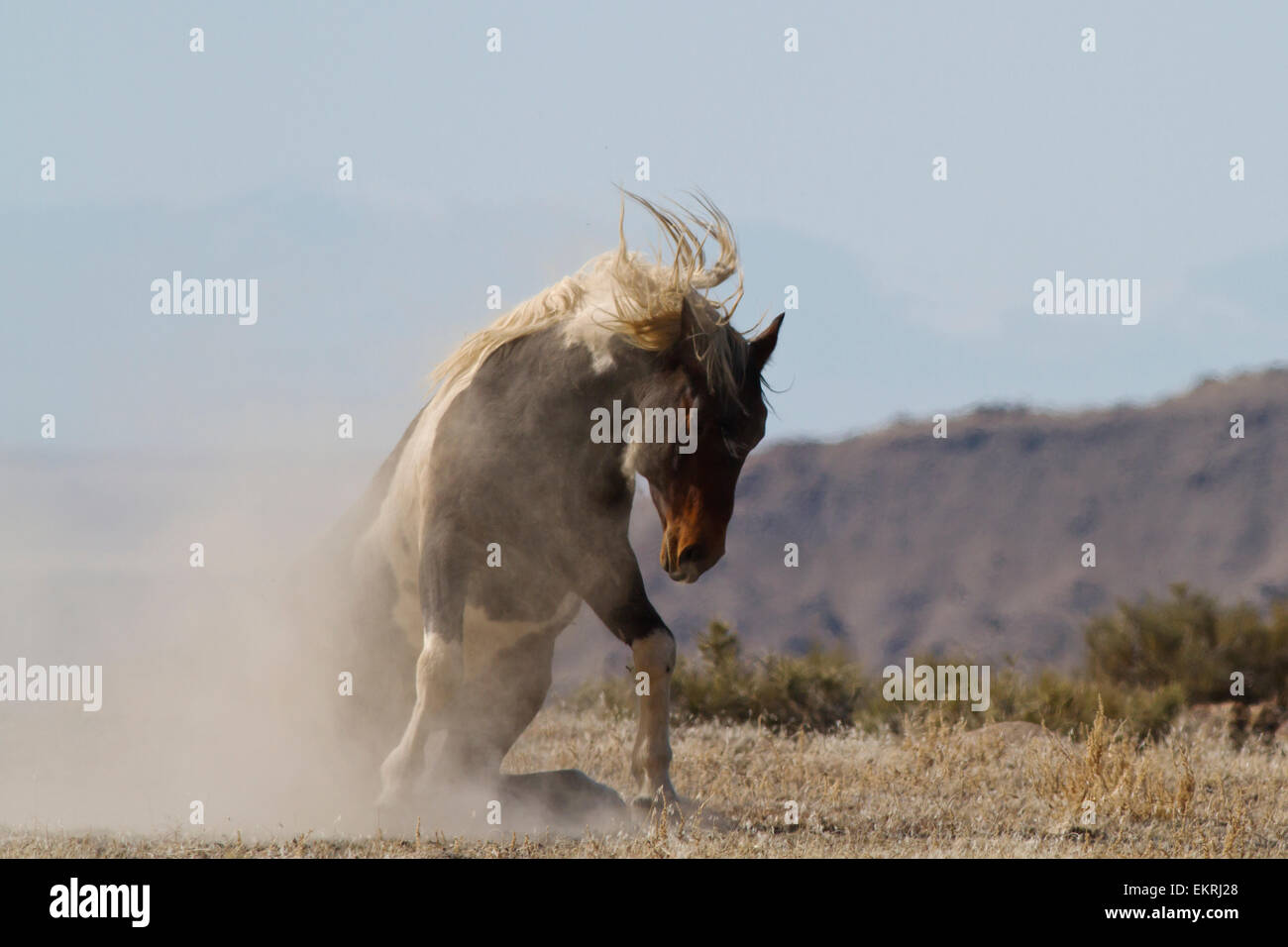 Wild Horse getting up from rolling on the ground Stock Photo Alamy