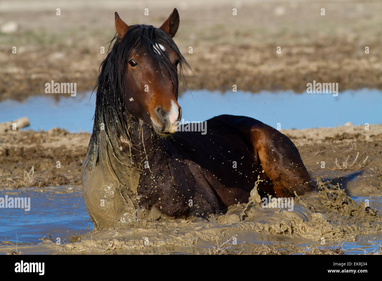Wild Horse rolling in the muddy water Stock Photo Alamy