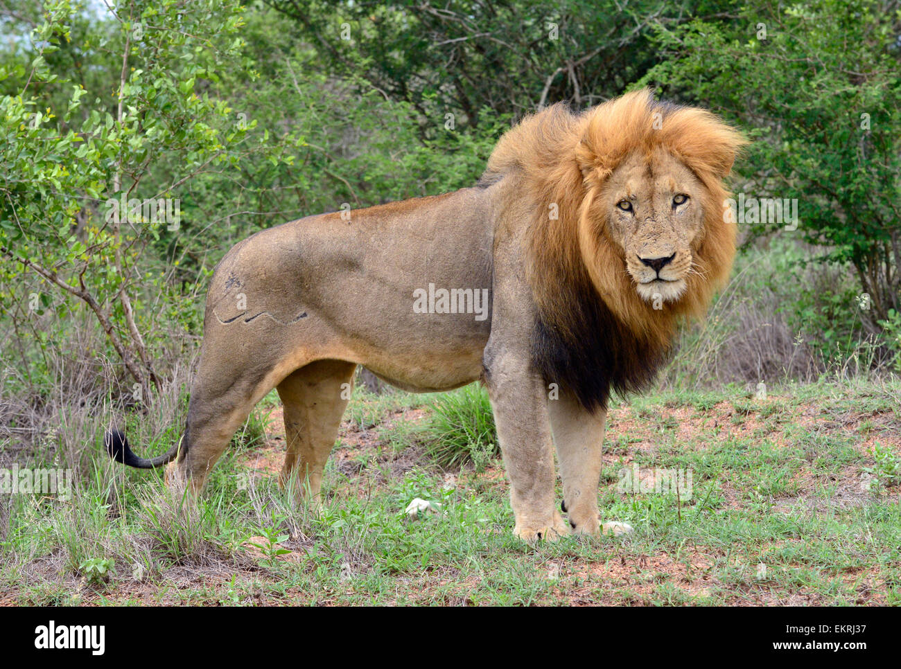 Hairy maned male lion staring jealously at mating brother in world famous Kruger National Park, Mpumalanga, South Africa. Stock Photo