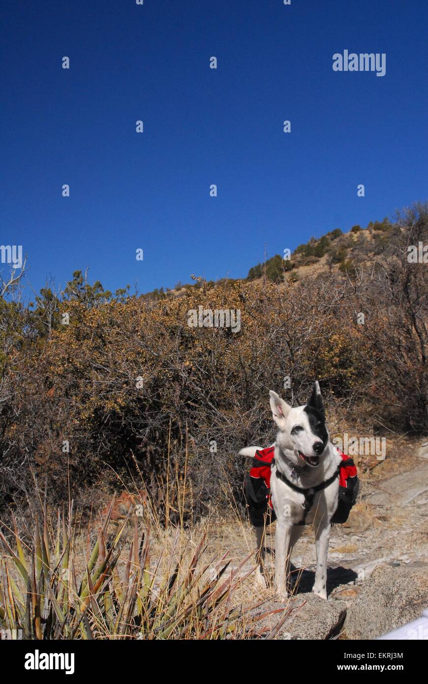 My dog, Banjo, carrying his own pack in Sandia mountains of New Mexico - USA Stock Photo