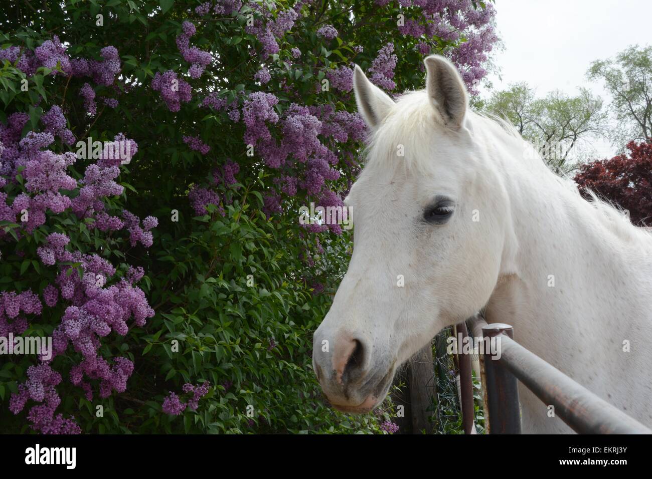 My Arabian horse and Lilacs - New Mexico - USA Stock Photo