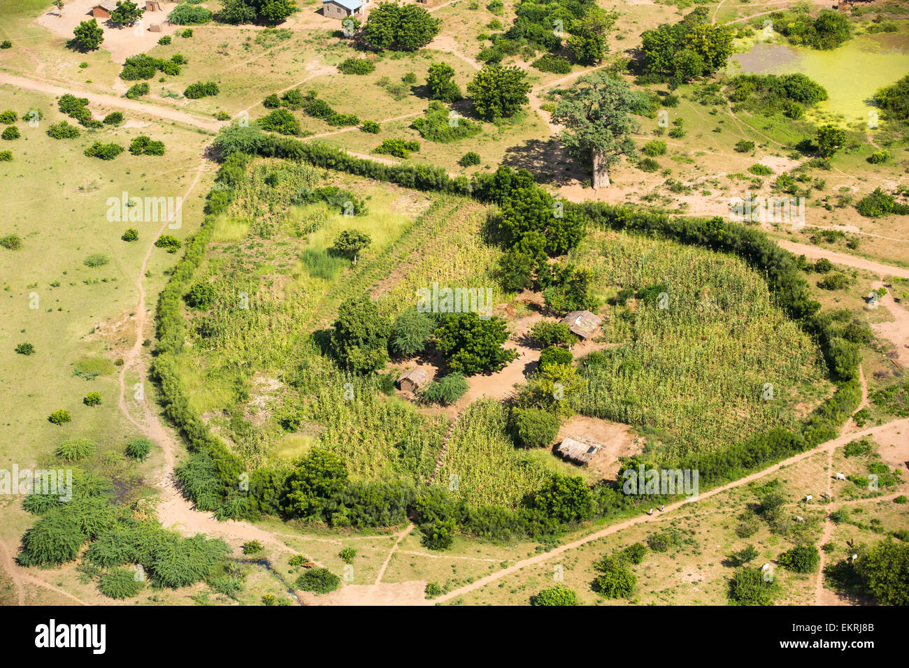 Maize farm malawi hires stock photography and images Alamy
