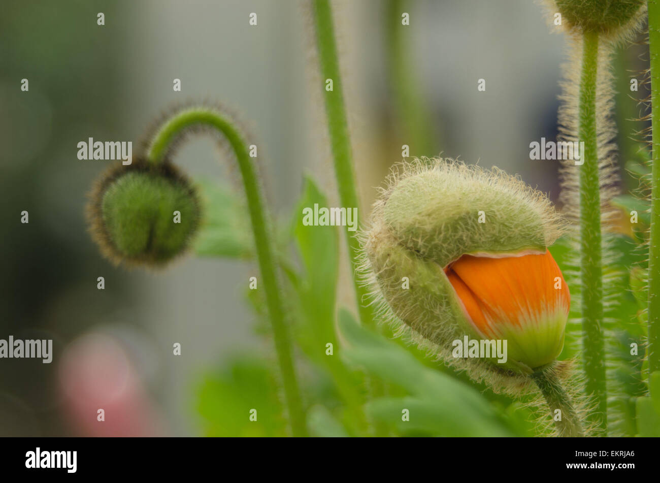 Iceland Poppy buds (Papaver nudicaule) Stock Photo