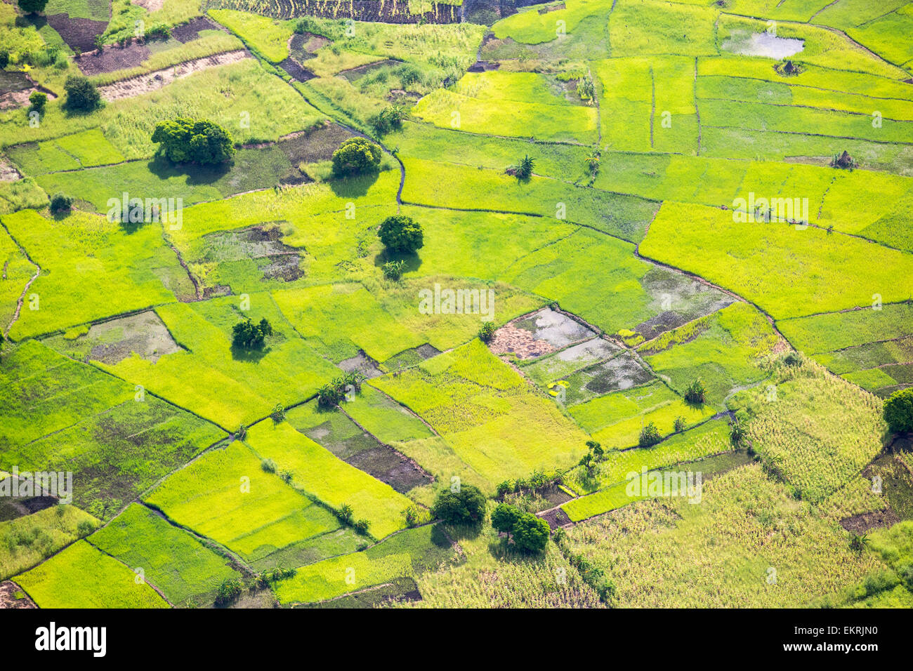 Looking down from the air onto rice paddies and Maize crops in the Shire Valley, Malawi, Africa. Stock Photo