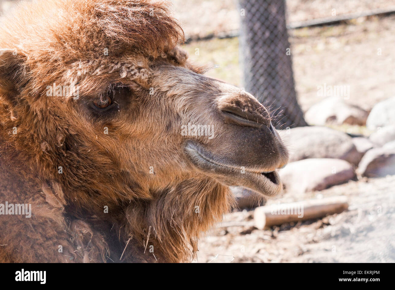 Female Bactrian Camel resting at the Riverview Park and Zoo in Peterborough, Ontario Stock Photo